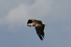 Haliaeetus albicilla