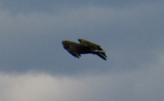 Haliaeetus albicilla