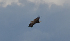 Haliaeetus albicilla