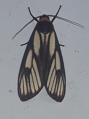 Macrobrochis prasena