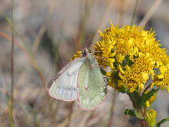 Colias nastes