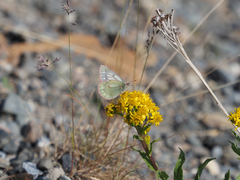 Colias nastes