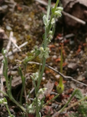 Pectocarya penicillata