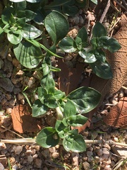 Guilleminea