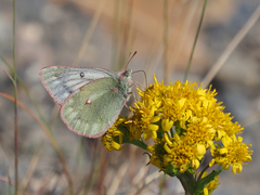 Colias nastes