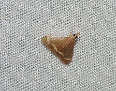 Clupeosoma pellucidalis