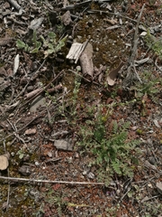 Pectocarya penicillata