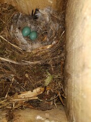 Phoenicurus phoenicurus