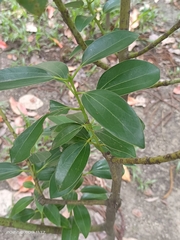 Cinnamomum yabunikkei