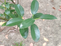 Cinnamomum yabunikkei