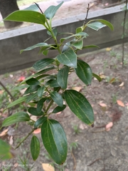 Cinnamomum yabunikkei