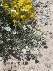 Euploca greggii