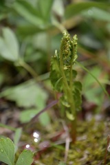 Botrychium pinnatum
