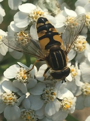 Helophilus neoaffinis