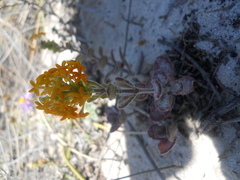 Manulea tomentosa