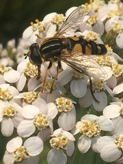 Helophilus neoaffinis