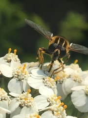 Helophilus neoaffinis