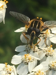 Helophilus neoaffinis