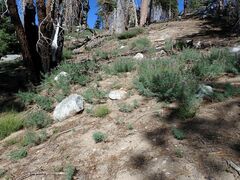 Lupinus hyacinthinus