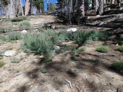 Lupinus hyacinthinus