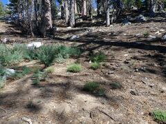 Lupinus hyacinthinus