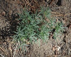 Lupinus hyacinthinus