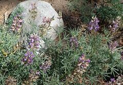 Lupinus hyacinthinus