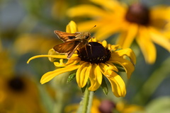 Atalopedes campestris