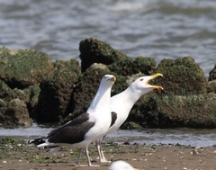 Larus marinus