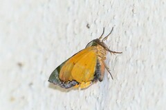 Achrosis incitata
