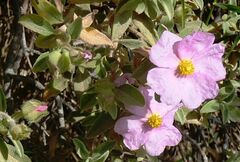 Cistus parviflorus