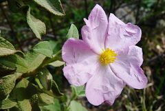 Cistus parviflorus