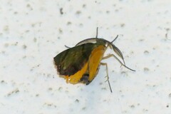 Achrosis incitata