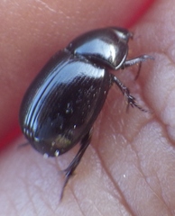 Hybosorus illigeri