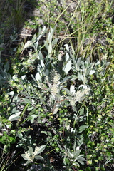 Salix glauca