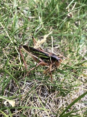 Gampsocleis sedakovii