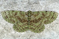 Ophthalmitis herbidaria