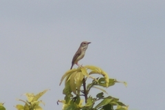 Prinia inornata