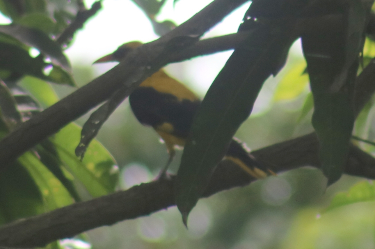 Indian Golden Oriole