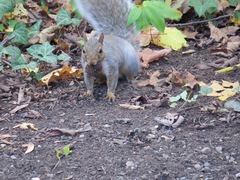 Sciurus carolinensis