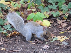Sciurus carolinensis