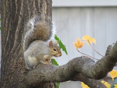 Sciurus carolinensis