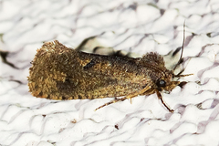 Acrolophus kearfotti