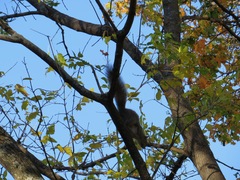 Sciurus carolinensis