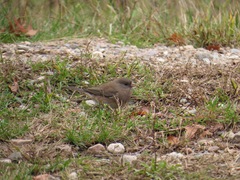 Junco hyemalis