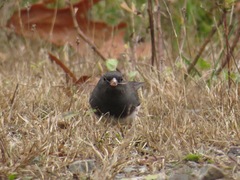 Junco hyemalis