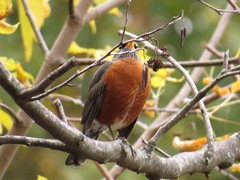 Turdus migratorius
