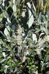 Salix glauca