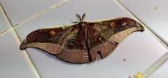 Antheraea assamensis