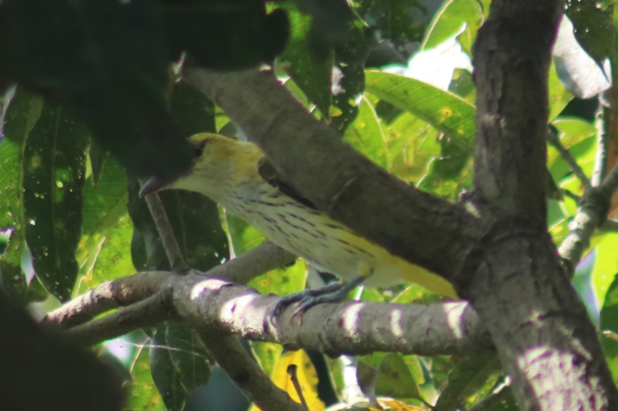 Indian Golden Oriole